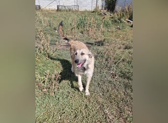 Menschenbezogene Dallulah