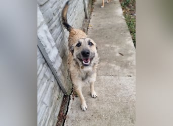 Menschenbezogene Dallulah