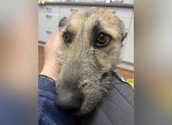 Menschenbezogene Dallulah