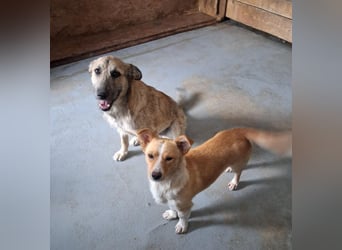 Menschenbezogene Dallulah