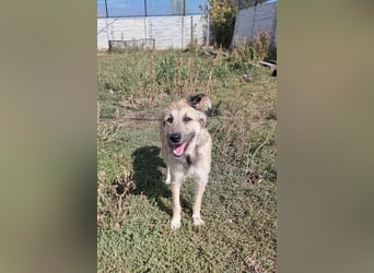 Menschenbezogene Dallulah