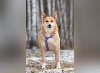 Freundliche Rizhulja sucht seine Familie