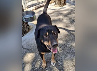 SHARPI sucht endlich eine Familie!