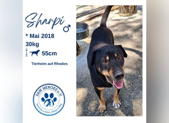 SHARPI sucht endlich eine Familie!