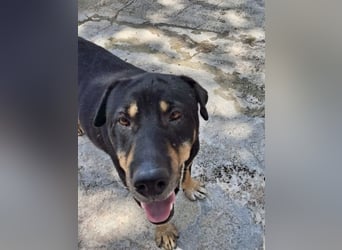 SHARPI sucht endlich eine Familie!