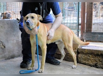 Zaccheo - ist im besten Alter