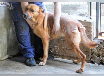 Zaccheo - ist im besten Alter