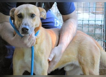 Zaccheo - ist im besten Alter