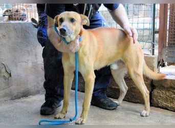 Zaccheo - ist im besten Alter