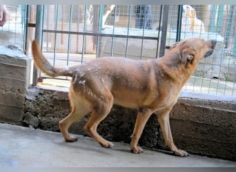 Zaccheo - ist im besten Alter