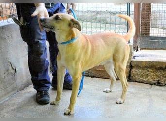 Zaccheo - ist im besten Alter