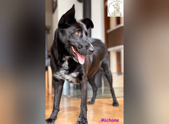 Michone –  Die Hündin, die jeden Tag zum Funkeln bringt