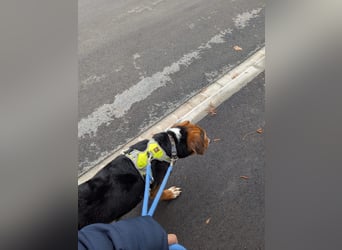 Aron – Manchmal braucht Glück einen Namen!