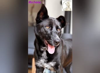 Michone –  Die Hündin, die jeden Tag zum Funkeln bringt