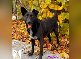 Michone –  Die Hündin, die jeden Tag zum Funkeln bringt