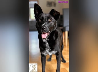 Michone –  Die Hündin, die jeden Tag zum Funkeln bringt