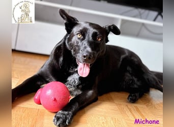 Michone –  Die Hündin, die jeden Tag zum Funkeln bringt