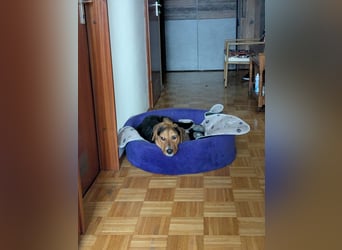 Aron – Manchmal braucht Glück einen Namen!