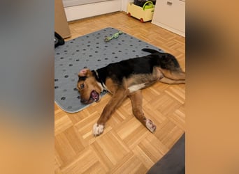 Aron – Manchmal braucht Glück einen Namen!