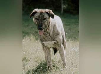 ⭐️TAMINA⭐️, Hündin, 1,5 Jahre, 57 cm, Mischling, Tierschutz