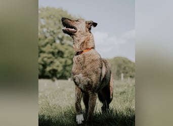 ⭐️TAMINA⭐️, Hündin, 1,5 Jahre, 57 cm, Mischling, Tierschutz