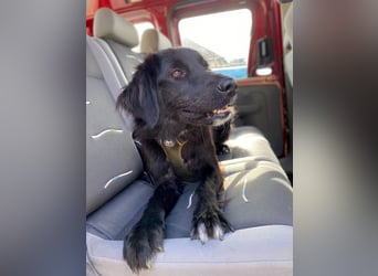 Hübsche Niculina sucht ihr Zuhause