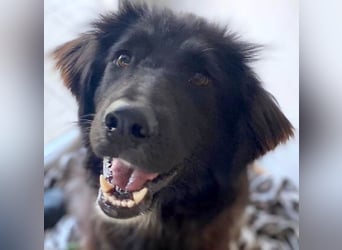 Hübsche Niculina sucht ihr Zuhause