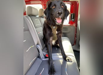 Hübsche Niculina sucht ihr Zuhause