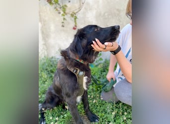 Hübsche Niculina sucht ihr Zuhause