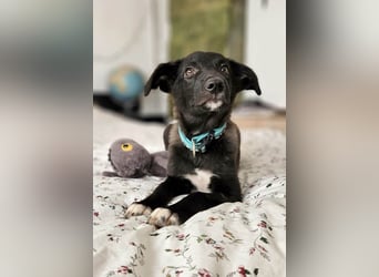 Süße Raya sucht Familie, die ihr Halt gibt