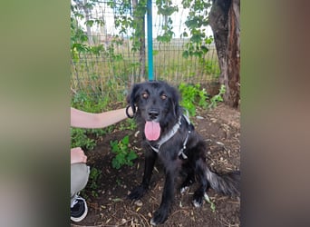 Hübsche Niculina sucht ihr Zuhause