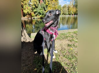 Süße Raya sucht Familie, die ihr Halt gibt