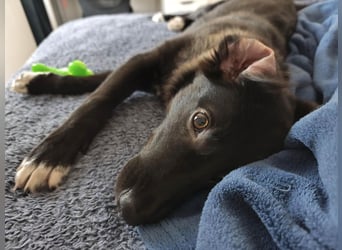 Süße Raya sucht Familie, die ihr Halt gibt