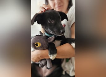 Süße Raya sucht Familie, die ihr Halt gibt