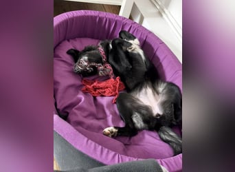 Süße Raya sucht Familie, die ihr Halt gibt