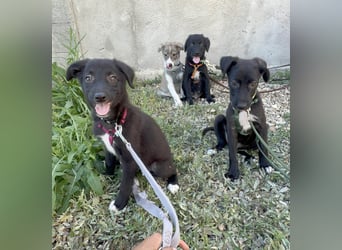 Süße Raya sucht Familie, die ihr Halt gibt