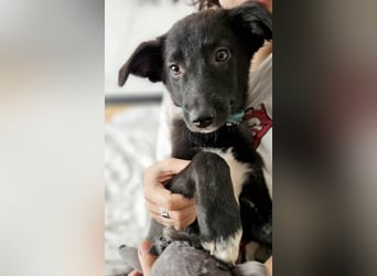 Süße Raya sucht Familie, die ihr Halt gibt