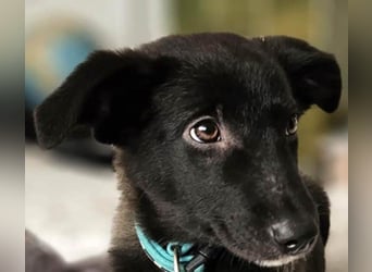 Süße Raya sucht Familie, die ihr Halt gibt