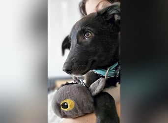 Süße Raya sucht Familie, die ihr Halt gibt