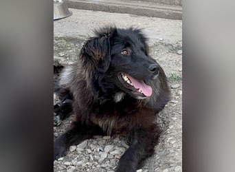 Hübsche Niculina sucht ihr Zuhause