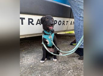 Süße Raya sucht Familie, die ihr Halt gibt