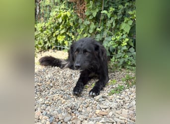 Hübsche Niculina sucht ihr Zuhause