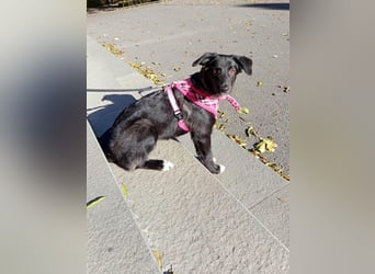 Süße Raya sucht Familie, die ihr Halt gibt