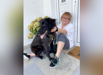 Hübsche Niculina sucht ihr Zuhause