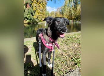 Süße Raya sucht Familie, die ihr Halt gibt