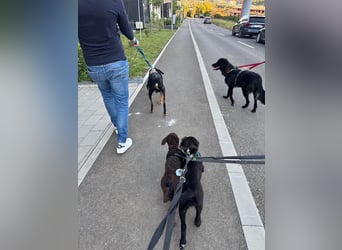 Hübsche Niculina sucht ihr Zuhause