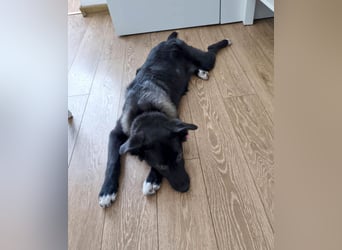 Süße Raya sucht Familie, die ihr Halt gibt