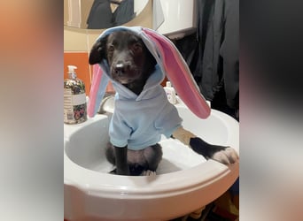 Süße Raya sucht Familie, die ihr Halt gibt