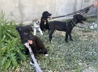 Süße Raya sucht Familie, die ihr Halt gibt