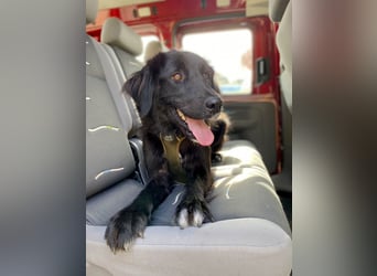 Hübsche Niculina sucht ihr Zuhause